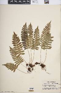 Polypodium virginianum image