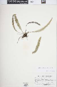 Mycopteris semihirsuta image