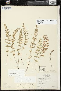 Woodsia oregana subsp. cathcartiana image