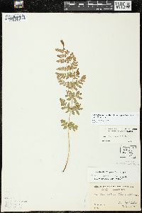 Woodsia oregana subsp. cathcartiana image