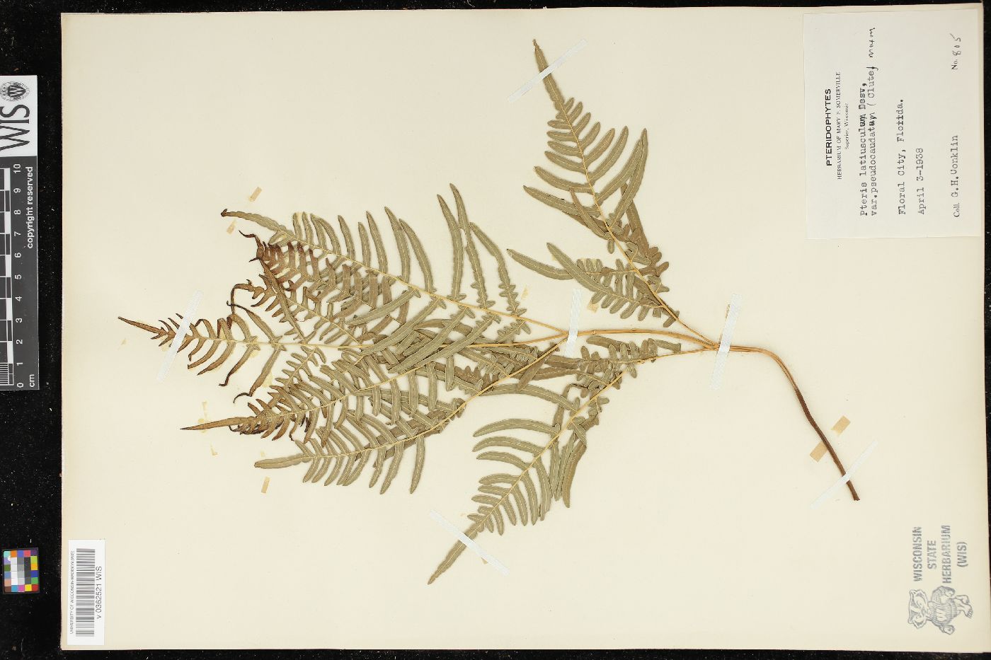 Pteridium latiusculum var. pseudocaudatum image