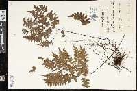 Adiantum intermedium image