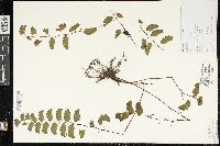 Adiantum philippense subsp. philippense image