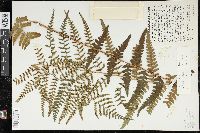 Dryopteris ludoviciana image