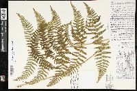 Dryopteris maxonii image