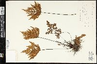 Doryopteris concolor image