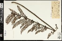 Asplenium acuminatum image