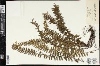 Asplenium normale image