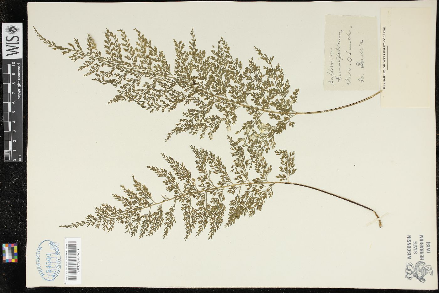 Asplenium tenuifolium image