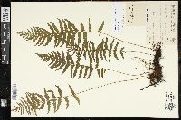 Amauropelta noveboracensis image