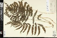 Steiropteris clypeolutata image