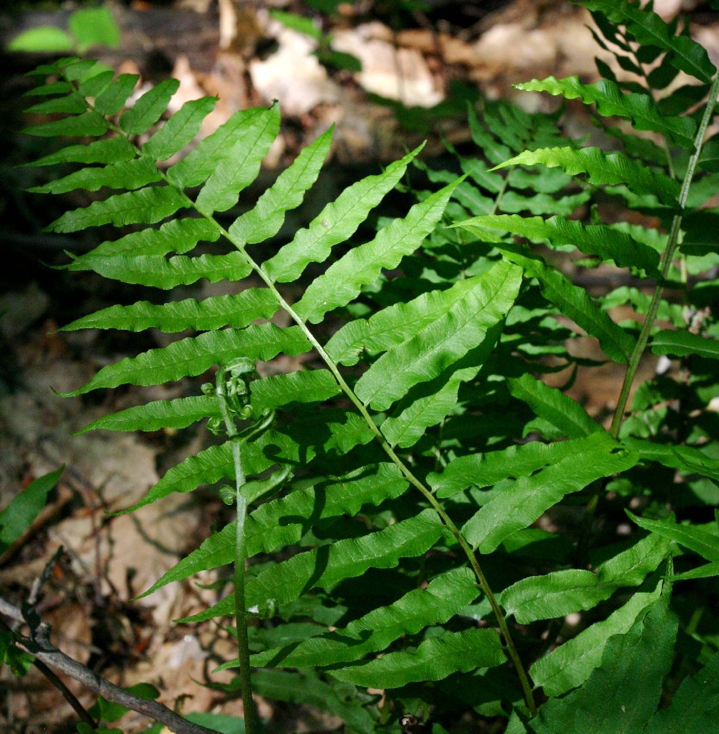 Homalosorus pycnocarpos image