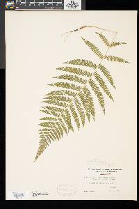 Athyrium asplenioides image