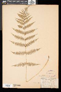 Athyrium asplenioides image