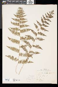 Athyrium asplenioides image