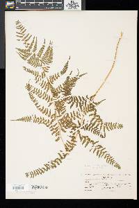 Athyrium asplenioides image