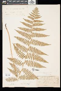 Athyrium asplenioides image