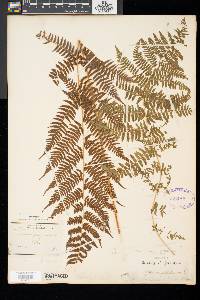 Athyrium asplenioides image