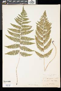 Athyrium asplenioides image