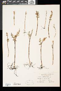 Botrychium matricariifolium image