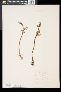 Botrychium matricariifolium image