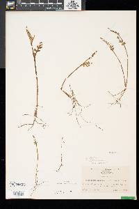 Botrychium matricariifolium image