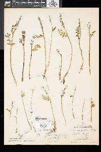 Botrychium matricariifolium image