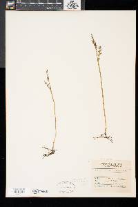 Botrychium matricariifolium image