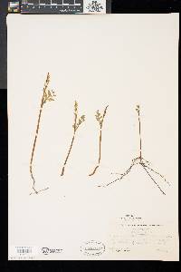 Botrychium matricariifolium image