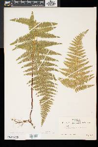 Dennstaedtia punctilobula image