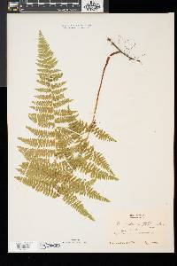 Dennstaedtia punctilobula image