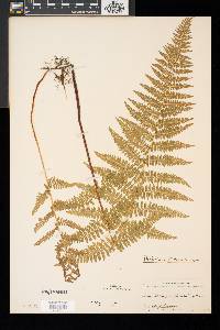 Dennstaedtia punctilobula image