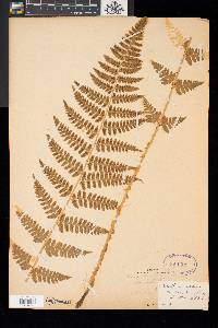 Dryopteris x boottii image