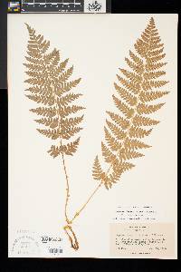 Dryopteris x boottii image