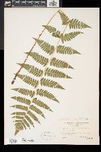 Dryopteris x boottii image