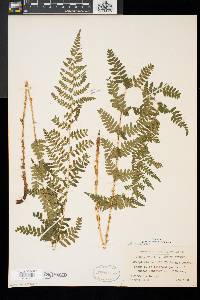 Dryopteris x boottii image