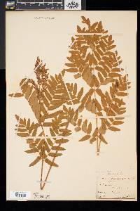 Osmunda regalis image