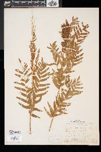 Osmunda regalis image