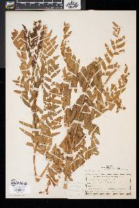 Osmunda regalis image