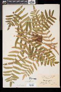 Osmunda regalis image