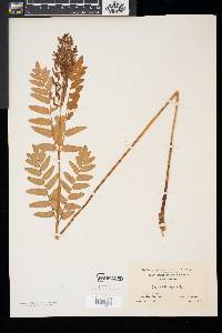 Osmunda regalis image