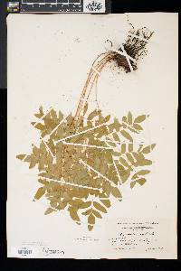 Osmunda regalis image