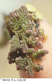 Azolla caroliniana image