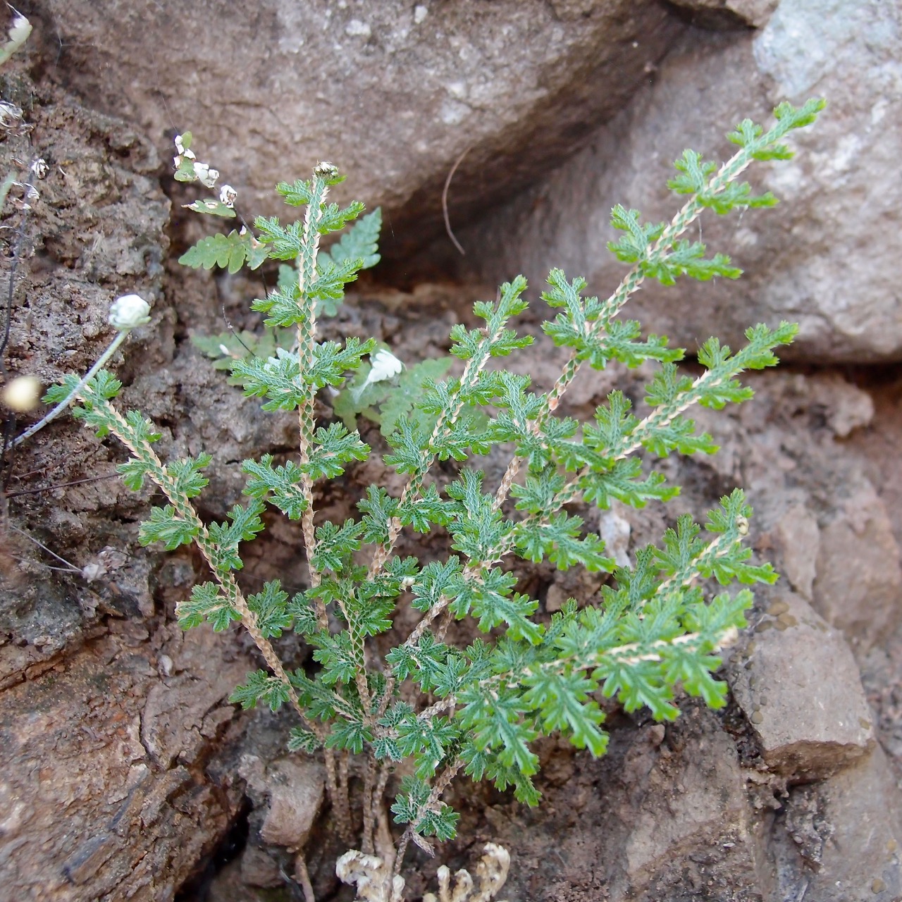 Selaginella pallescens image