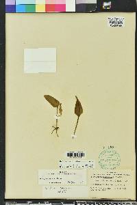 Ophioglossum petiolatum image