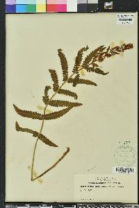 Osmundastrum cinnamomeum subsp. cinnamomeum image