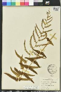 Dryopteris ludoviciana image