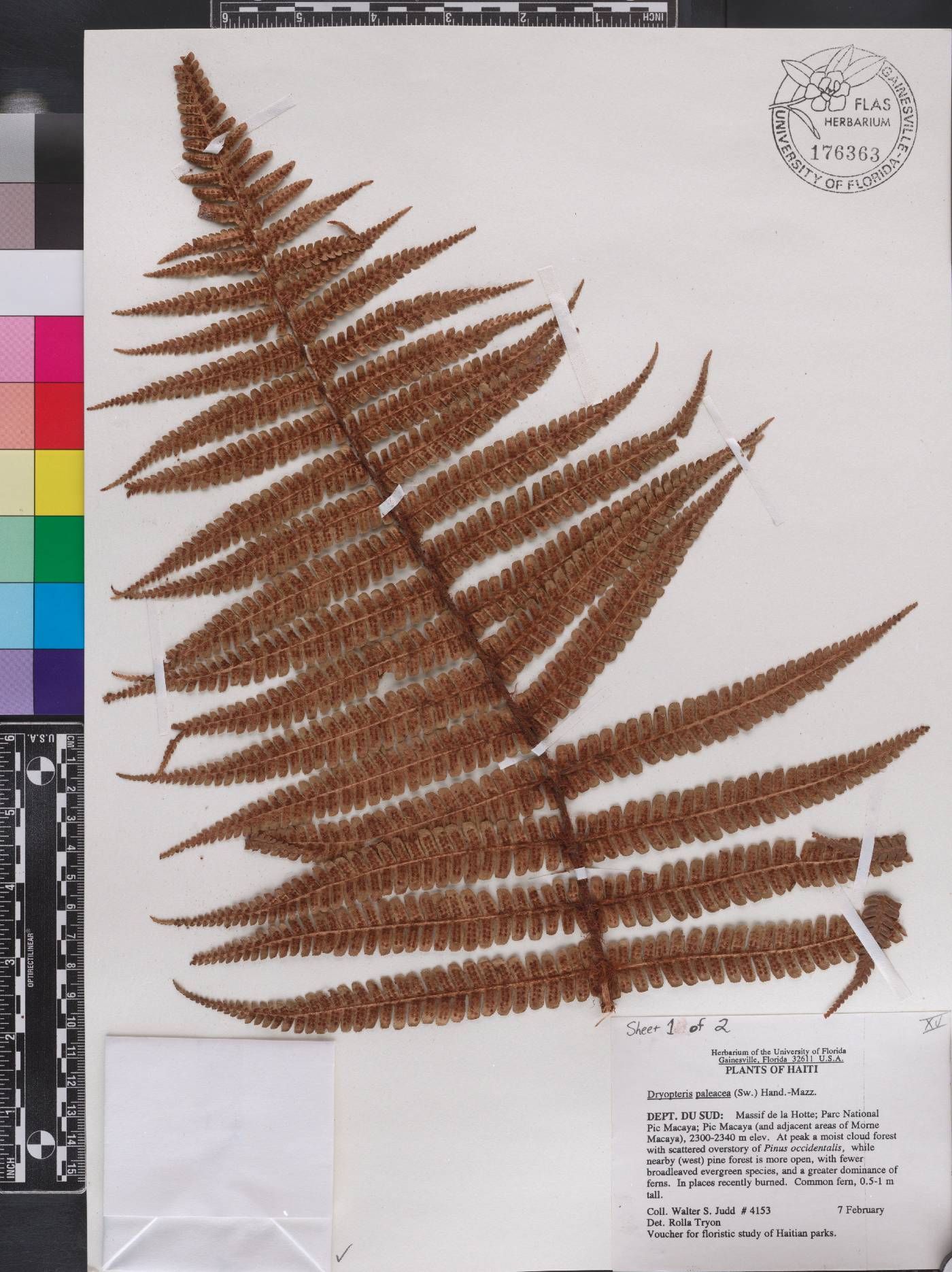 Dryopteris borreri image