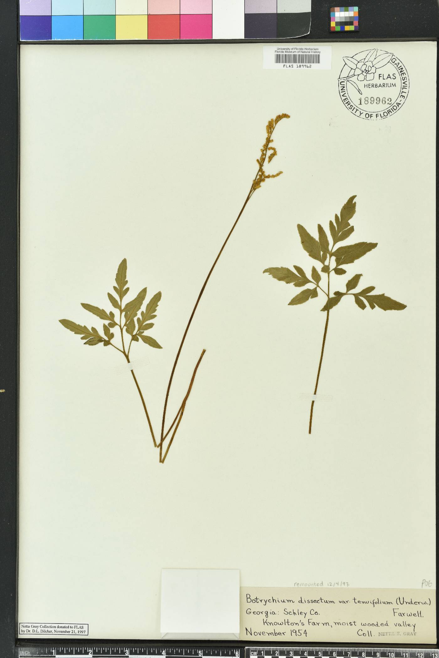 Sceptridium biternatum image