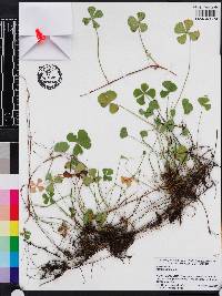 Marsilea minuta image